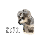 COA_schnauzer10（個別スタンプ：5）