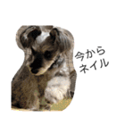 COA_schnauzer10（個別スタンプ：6）