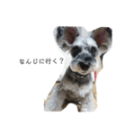 COA_schnauzer10（個別スタンプ：7）