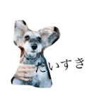 COA_schnauzer10（個別スタンプ：8）