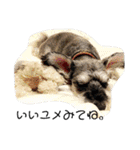 COA_schnauzer10（個別スタンプ：9）