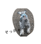 COA_schnauzer10（個別スタンプ：10）