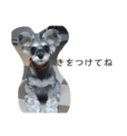 COA_schnauzer10（個別スタンプ：12）