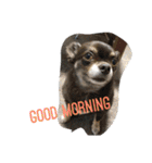 COA_schnauzer10（個別スタンプ：15）