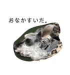 COA_schnauzer10（個別スタンプ：16）