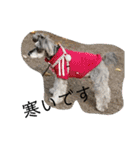 COA_schnauzer10（個別スタンプ：17）