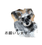 COA_schnauzer10（個別スタンプ：18）
