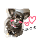 COA_schnauzer10（個別スタンプ：19）