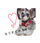 COA_schnauzer10（個別スタンプ：20）