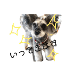 COA_schnauzer10（個別スタンプ：21）