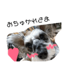 COA_schnauzer10（個別スタンプ：22）