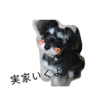 COA_schnauzer10（個別スタンプ：23）