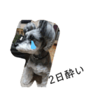 COA_schnauzer10（個別スタンプ：24）