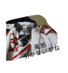 COA_schnauzer10（個別スタンプ：25）