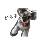 COA_schnauzer10（個別スタンプ：26）
