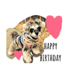 COA_schnauzer10（個別スタンプ：27）
