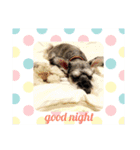 COA_schnauzer10（個別スタンプ：28）