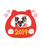 COA_schnauzer10（個別スタンプ：29）