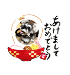 COA_schnauzer10（個別スタンプ：31）