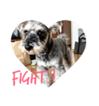COA_schnauzer10（個別スタンプ：32）