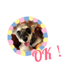 COA_schnauzer10（個別スタンプ：33）