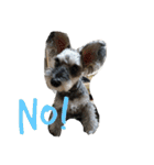 COA_schnauzer10（個別スタンプ：34）