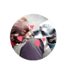 COA_schnauzer10（個別スタンプ：36）