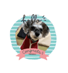 COA_schnauzer10（個別スタンプ：37）
