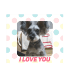 COA_schnauzer10（個別スタンプ：39）