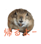 前歯産業㈱プレーリードッグ、ジリス課⑵（個別スタンプ：17）