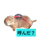 前歯産業㈱プレーリードッグ、ジリス課⑵（個別スタンプ：18）