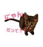 キジトラ☆アネラの日常スタンプ（個別スタンプ：9）