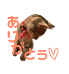 キジトラ☆アネラの日常スタンプ（個別スタンプ：10）