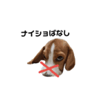 ビーグル犬ほたる③（個別スタンプ：1）