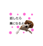 ビーグル犬ほたる③（個別スタンプ：3）