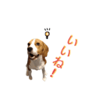 ビーグル犬ほたる③（個別スタンプ：4）