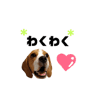 ビーグル犬ほたる③（個別スタンプ：5）