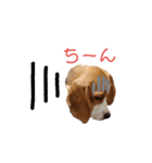 ビーグル犬ほたる③（個別スタンプ：7）