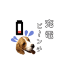 ビーグル犬ほたる③（個別スタンプ：8）