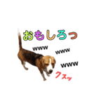 ビーグル犬ほたる③（個別スタンプ：9）