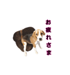 ビーグル犬ほたる③（個別スタンプ：11）