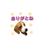 ビーグル犬ほたる③（個別スタンプ：12）