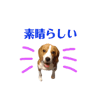 ビーグル犬ほたる③（個別スタンプ：13）