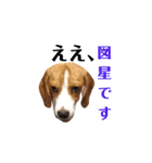 ビーグル犬ほたる③（個別スタンプ：15）