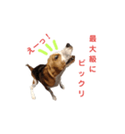 ビーグル犬ほたる③（個別スタンプ：16）