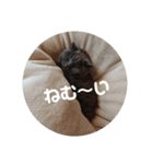 とにかく眠いスチュワート（個別スタンプ：1）