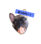 だるまとぱんち（個別スタンプ：1）