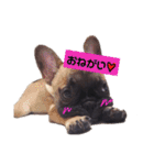 だるまとぱんち（個別スタンプ：2）