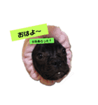 だるまとぱんち（個別スタンプ：17）