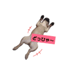 だるまとぱんち（個別スタンプ：19）
